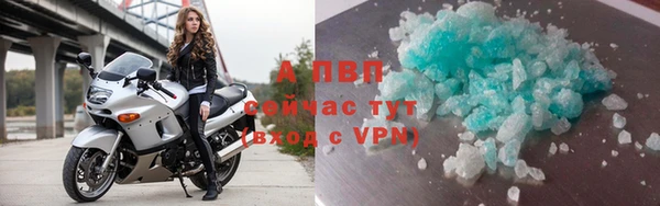 амф Тайга