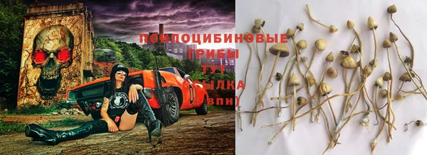 амф Тайга
